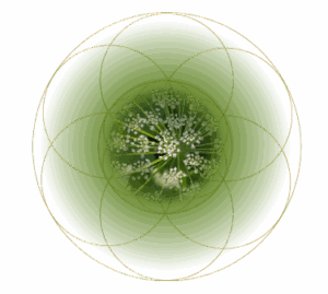 NTI BA (Galbanum)