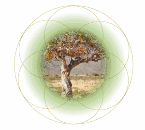NTI DA (oliban)